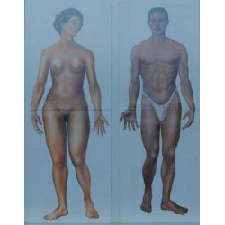 The Male Body - The Female Body